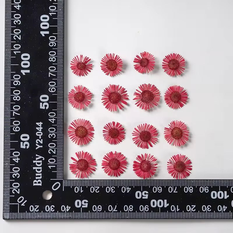 DF 34 Red Daisy Small Pressed Dried Flower ( 1 pc ) plain dried flower for Resin Art
