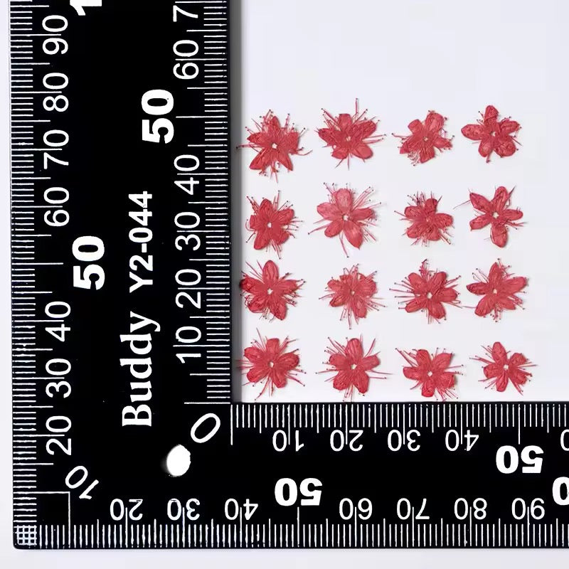 DF 52 Red White Sandalwood Small Pressed Dried Flower ( 1 pc ) Plain dried flower for Resin Art