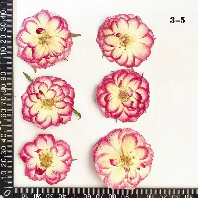 DF 48 Rose Pressed Dried Flower ( 1 pc ) plain dried flower for Resin Art