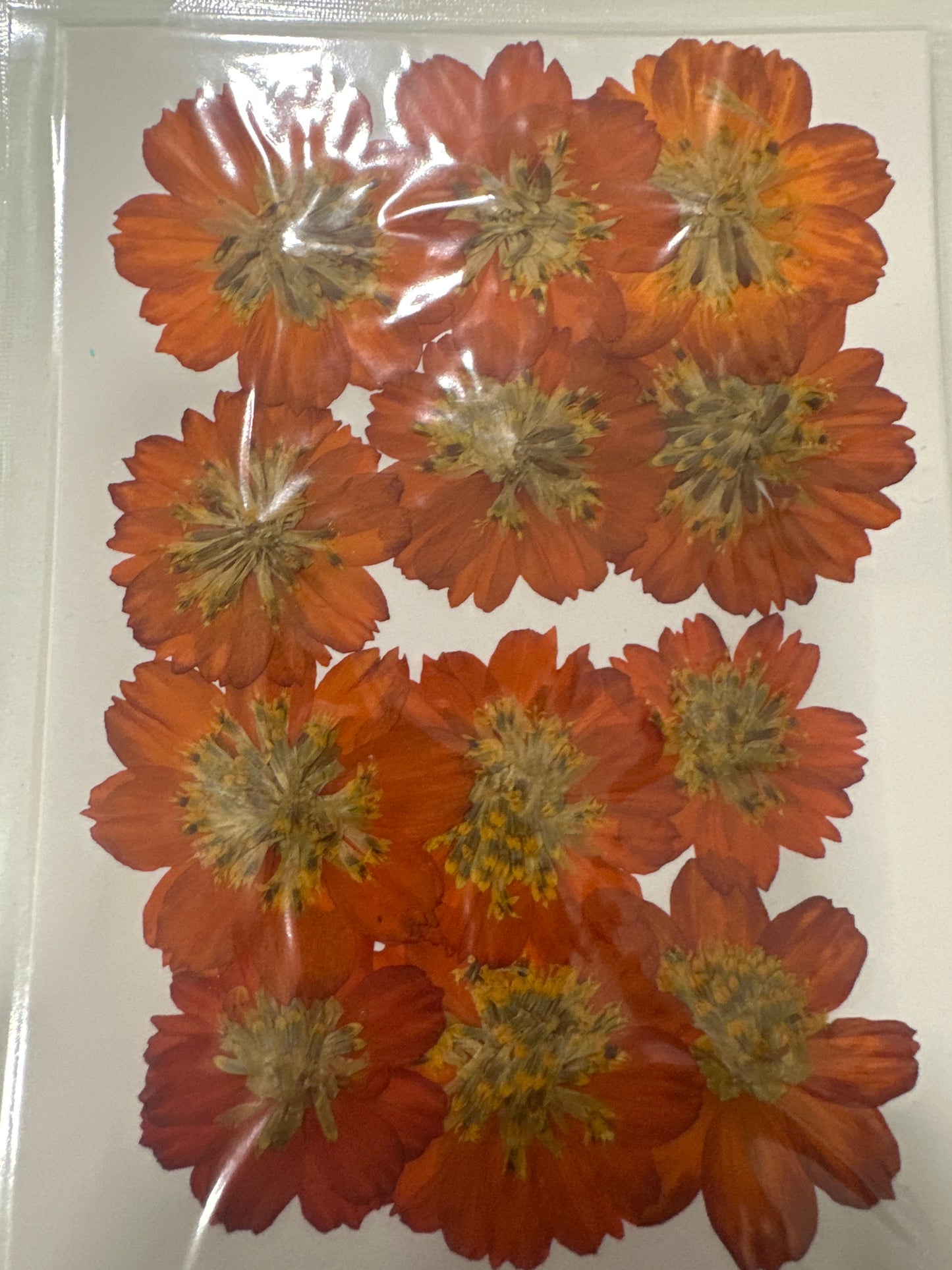 DF 16 Orange Chrysanthemum Pressed Dried Flower ( 1 pc ) Plain dried flower for Resin Art