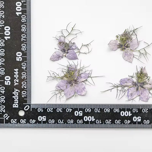 DF 64 Purple White Jasmine Pressed Dried Flower ( 1 pc ) Plain dried flower for Resin Art
