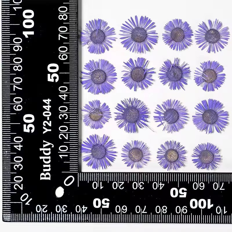 DF 69 Deep Purple Daisy Small Pressed Dried Flower ( 1 pc ) plain dried flower for Resin Art