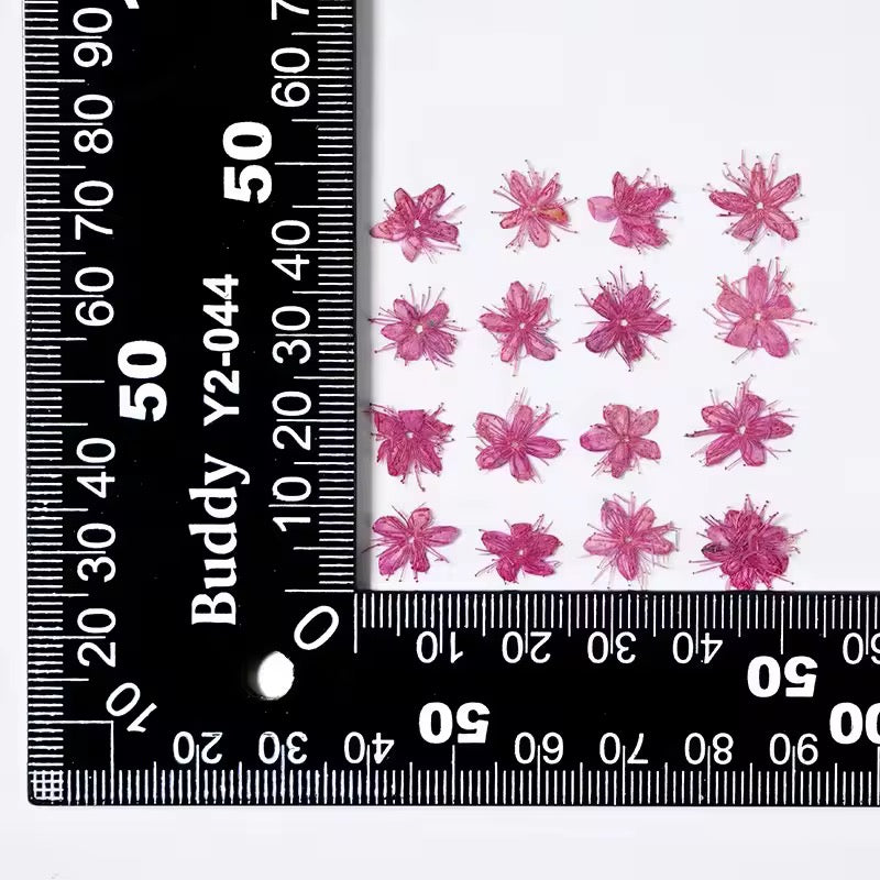 DF 06 Bright Pink White Sandalwood Small Pressed Dried Flower ( 1 pc ) Plain dried flower for Resin Art