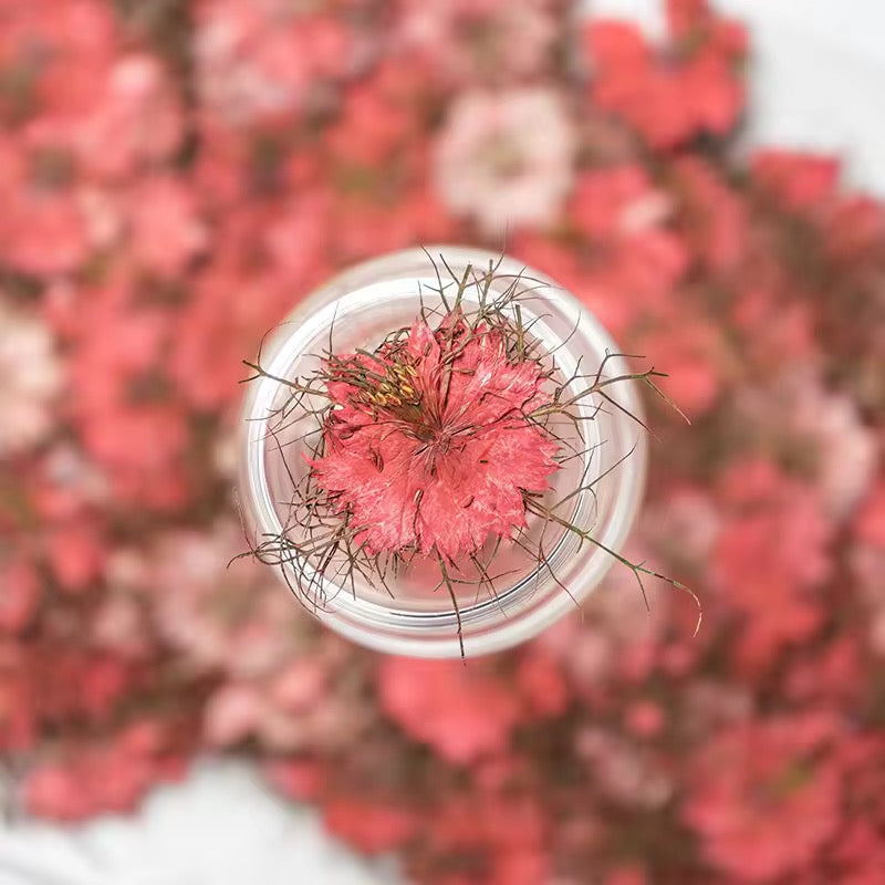 DF 65 Red White Jasmine Pressed Dried Flower ( 1 pc ) Plain dried flower for Resin Art