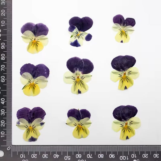 DF 58 Viola pansy violet Pressed Dried Flower ( 1 pc ) plain dried flower for Resin Art