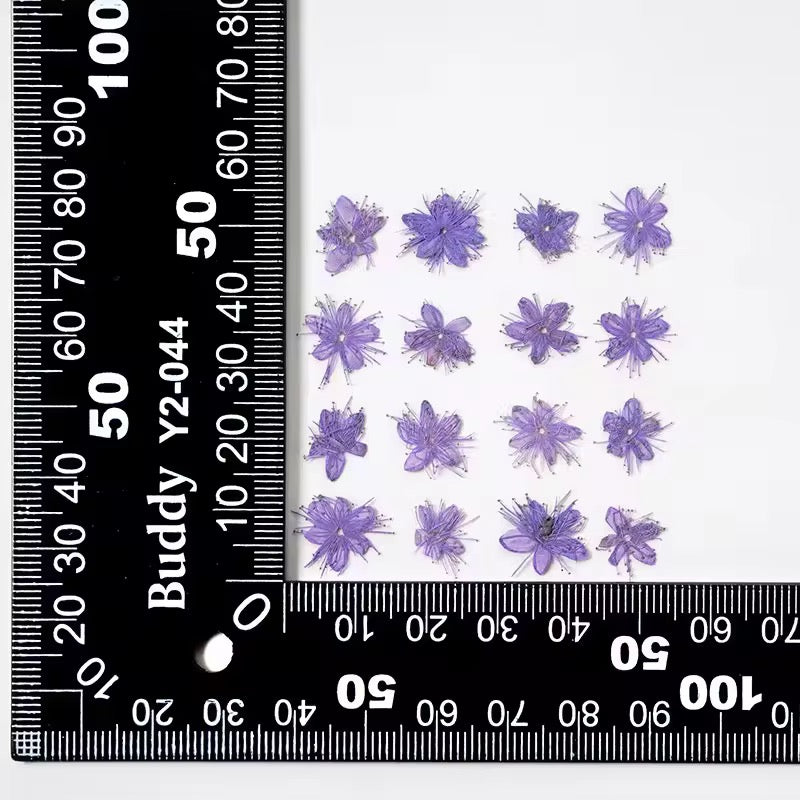 DF 50 Purple White Sandalwood Small Pressed Dried Flower ( 1 pc ) Plain dried flower for Resin Art