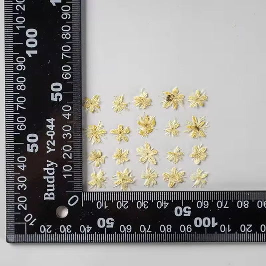 DF 51 White Sandalwood Small Pressed Dried Flower ( 1 pc ) Plain dried flower for Resin Art