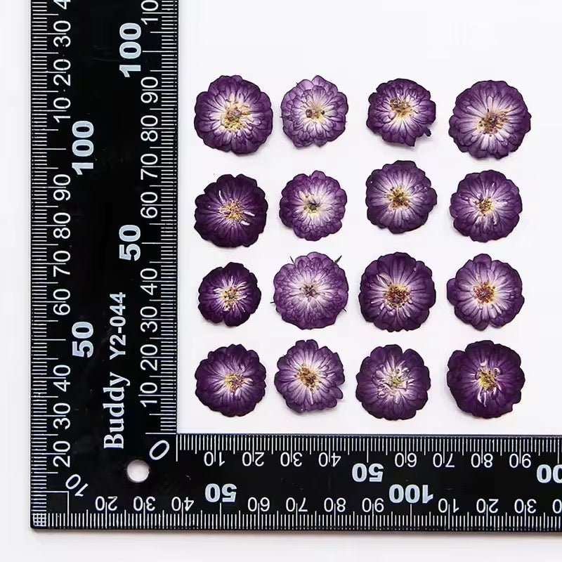 DF 67 Purple Rose Pressed Dried Flower ( 1 pc ) plain dried flower for Resin Art