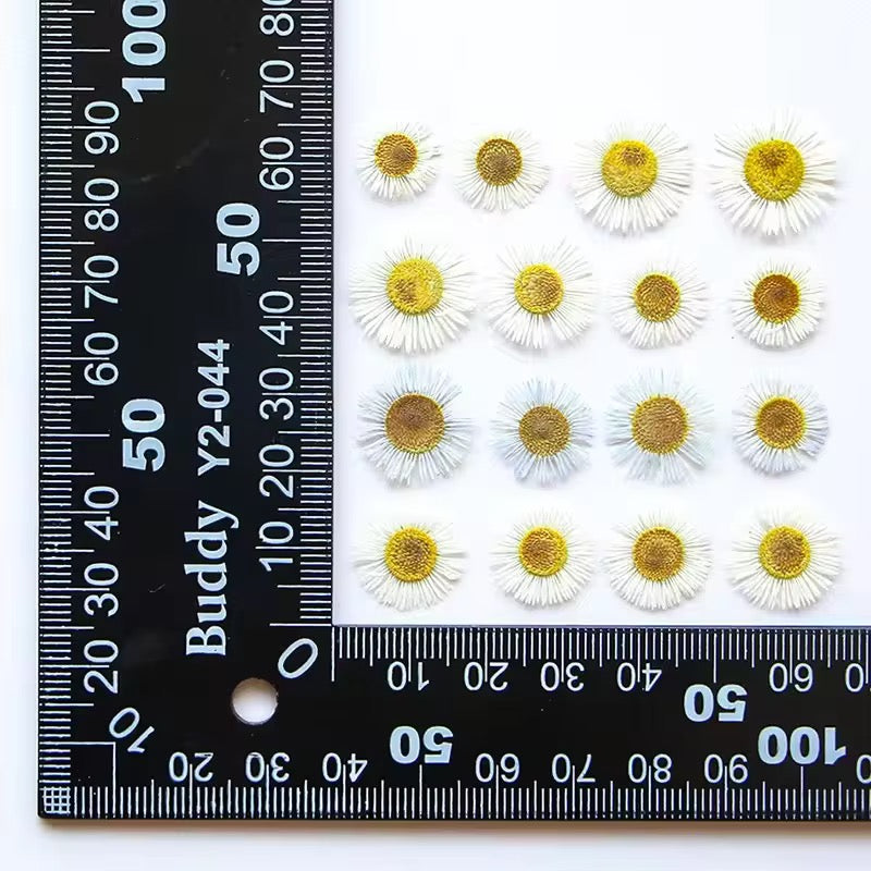 DF 42 White Daisy Small Pressed Dried Flower ( 1 pc ) plain dried flower for Resin Art