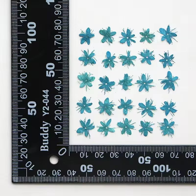 DF 03 Teal Blue White Sandalwood Small Pressed Dried Flower ( 1 pc ) Plain dried flower for Resin Art