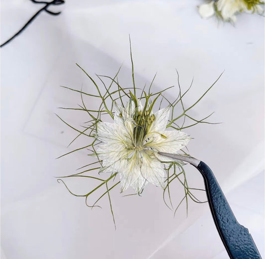 DF 12 White Jasmine Pressed Dried Flower ( 1 pc ) Plain dried flower for Resin Art