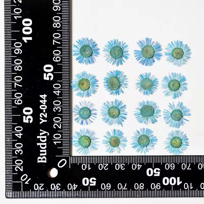 DF 41 Blue Daisy Small Pressed Dried Flower ( 1 pc ) plain dried flower for Resin Art