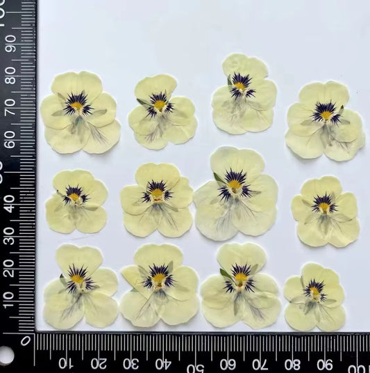 DF 47 Viola pansy violet Pressed Dried Flower ( 1 pc ) plain dried flower for Resin Art