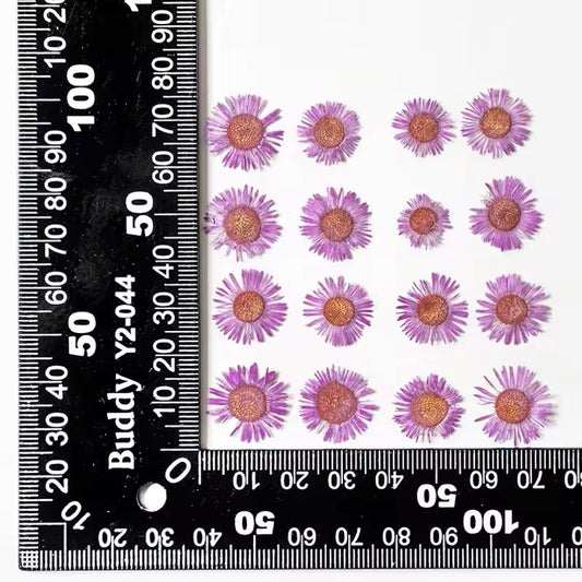 DF 63 Bright Pink Daisy Small Pressed Dried Flower ( 1 pc ) plain dried flower for Resin Art