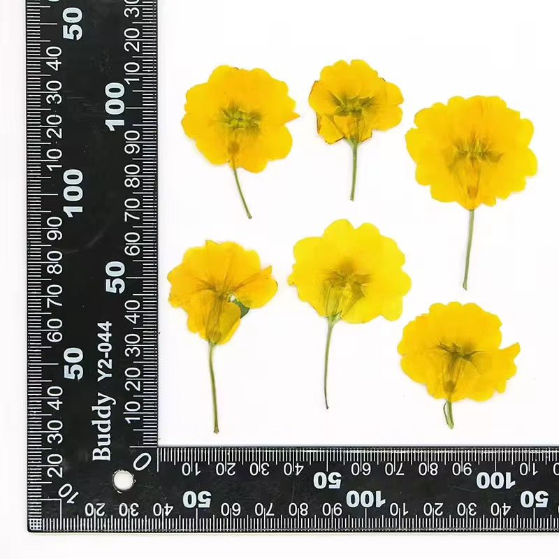 DF 68 Yellow Primrose Pressed Dried Flower ( 1 pc ) plain dried flower for Resin Art