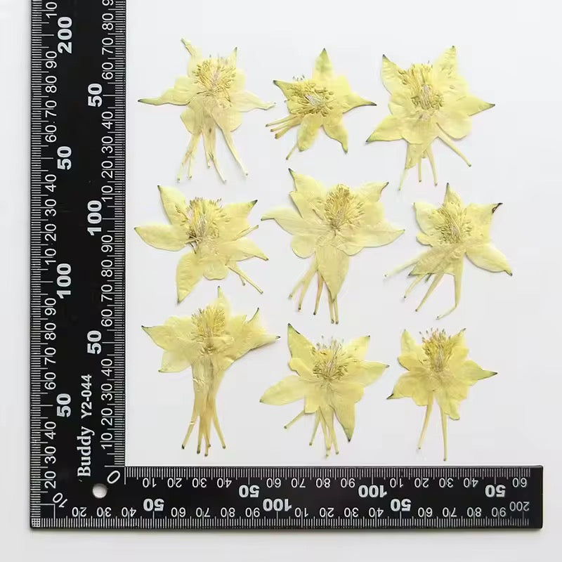 DF 40 Columbine Pressed Dried Flower ( 1 pc ) plain dried flower for Resin Art