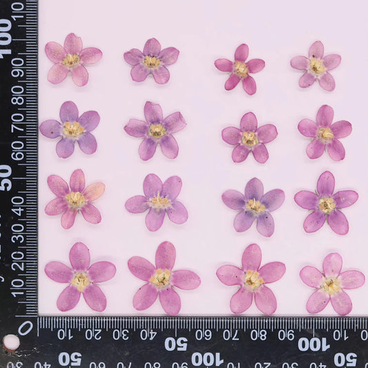 DF 54 Tweedia Milkweed Pressed Dried Flower ( 1 pc ) plain dried flower for Resin Art