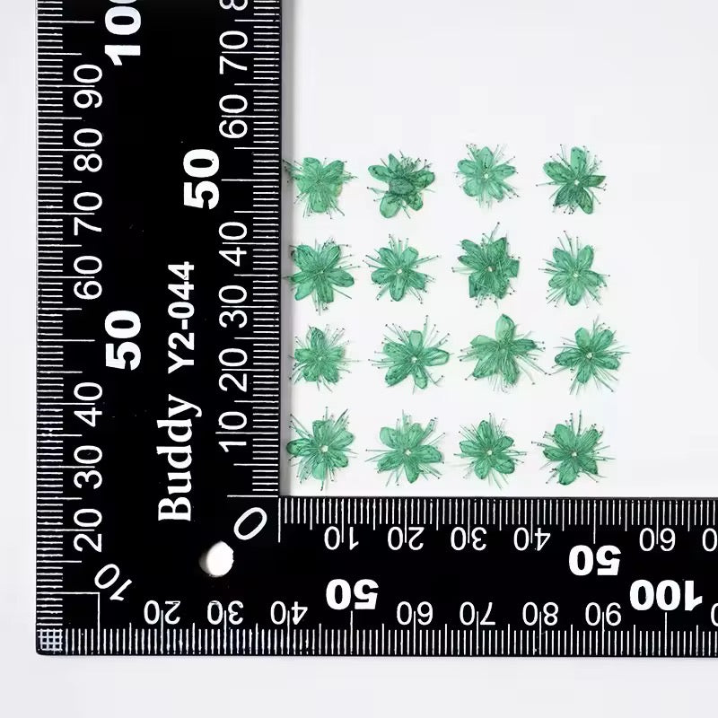 DF 05 Green White Sandalwood Small Pressed Dried Flower ( 1 pc ) Plain dried flower for Resin Art