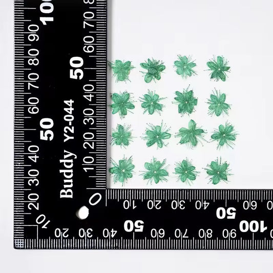 DF 05 Green White Sandalwood Small Pressed Dried Flower ( 1 pc ) Plain dried flower for Resin Art