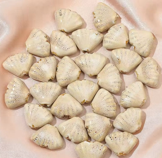 BBB 216 (d) Creamish Brown Fan Shell Porcelian Ceramic bead ( 1 pc ) High Shine ( 18:23 mm )