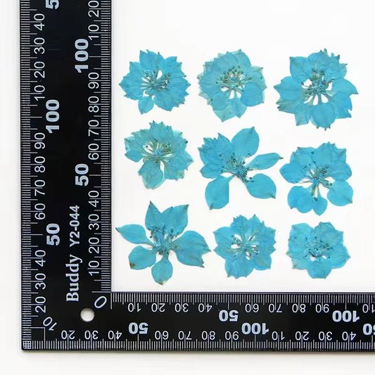 DF 22 Light Blue Houndstooth Pressed Dried Flower ( 1 pc ) plain dried flower for Resin Art