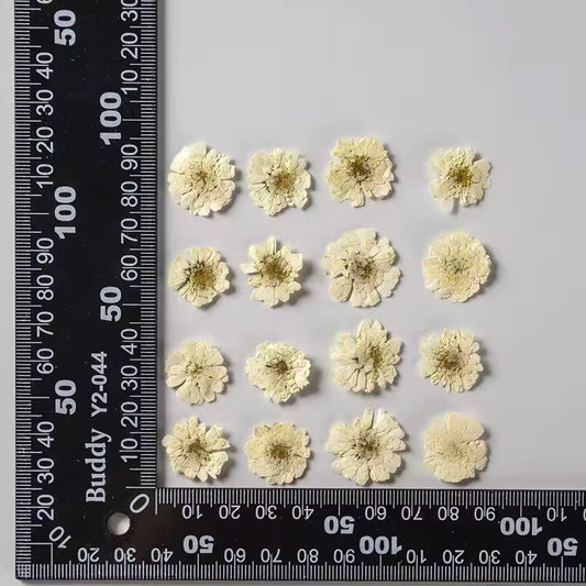 DF 24 White Double Flowered Chamomile Pressed Dried Flower ( 1 pc ) plain dried flower for Resin Art