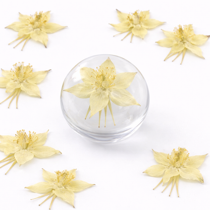 DF 40 Columbine Pressed Dried Flower ( 1 pc ) plain dried flower for Resin Art