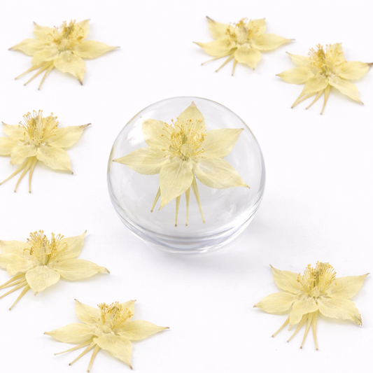DF 40 Columbine Pressed Dried Flower ( 1 pc ) plain dried flower for Resin Art