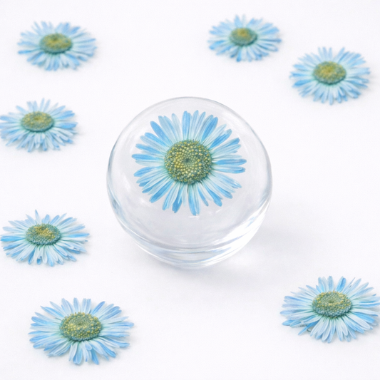 DF 41 Blue Daisy Small Pressed Dried Flower ( 1 pc ) plain dried flower for Resin Art