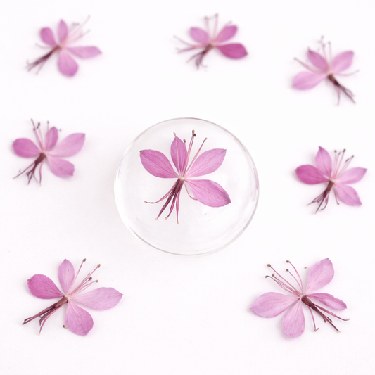 DF 66 Bee blossom Pressed Dried Flower ( 1 pc ) plain dried flower for Resin Art