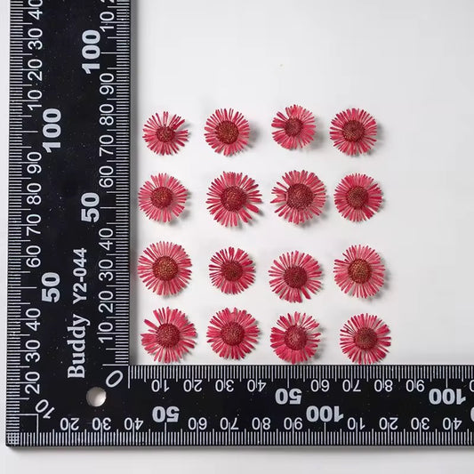 DF 34 Red Daisy Small Pressed Dried Flower ( 1 pc ) plain dried flower for Resin Art
