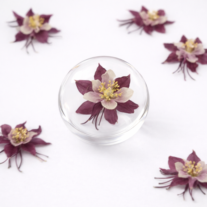 DF 37 Columbine Pressed Dried Flower ( 1 pc ) plain dried flower for Resin Art