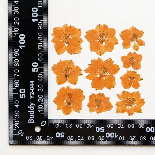 DF 36 Orange Houndstooth Pressed Dried Flower ( 1 pc ) plain dried flower for Resin Art