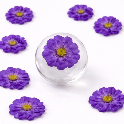 DF 46 Deep Purple Double Flowered Chamomile Pressed Dried Flower ( 1 pc ) plain dried flower for Resin Art