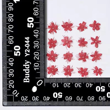 DF 52 Red White Sandalwood Small Pressed Dried Flower ( 1 pc ) Plain dried flower for Resin Art