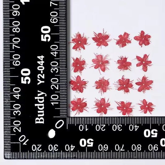 DF 52 Red White Sandalwood Small Pressed Dried Flower ( 1 pc ) Plain dried flower for Resin Art
