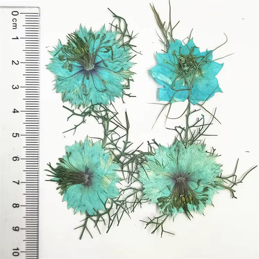 DF 43 Light Blue Jasmine Pressed Dried Flower ( 1 pc ) Plain dried flower for Resin Art