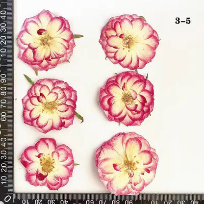 DF 48 Rose Pressed Dried Flower ( 1 pc ) plain dried flower for Resin Art
