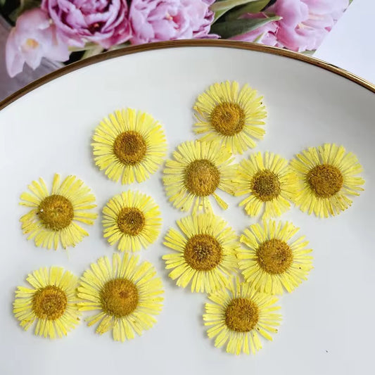 DF 02 Yellow Daisy Small Pressed Dried Flower ( 1 pc ) Plain dried flower for Resin Art