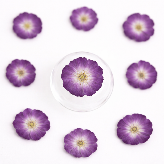DF 67 Purple Rose Pressed Dried Flower ( 1 pc ) plain dried flower for Resin Art