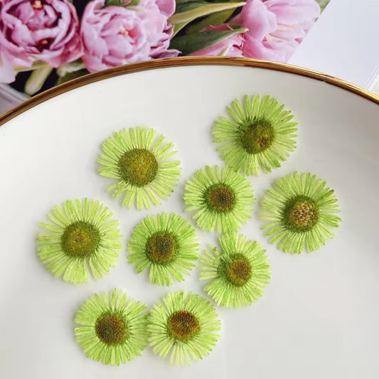 DF 01 Green Daisy Small Pressed Dried Flower ( 1 pc ) Plain dried flower for Resin Art