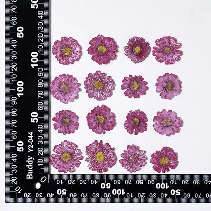 DF 17 Purple Double Flowered Chamomile Pressed Dried Flower ( 1 pc ) plain dried flower for Resin Art
