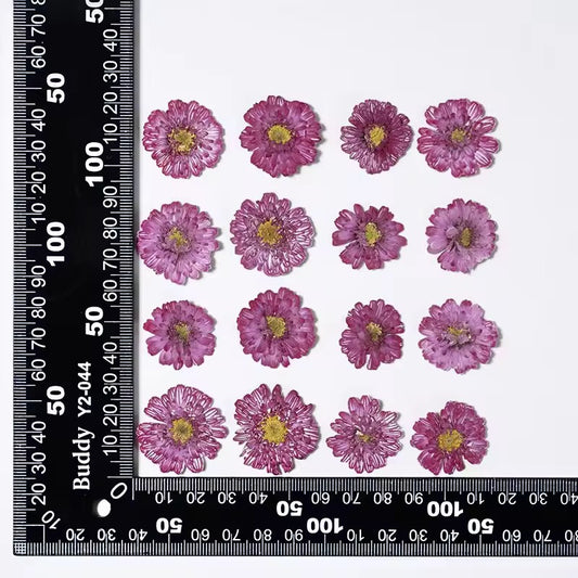 DF 17 Purple Double Flowered Chamomile Pressed Dried Flower ( 1 pc ) plain dried flower for Resin Art