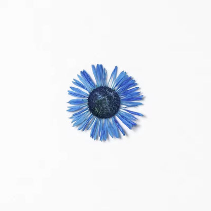 DF 18 Blue Daisy Small Pressed Dried Flower ( 1 pc ) plain dried flower for Resin Art