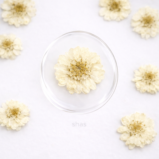 DF 24 White Double Flowered Chamomile Pressed Dried Flower ( 1 pc ) plain dried flower for Resin Art