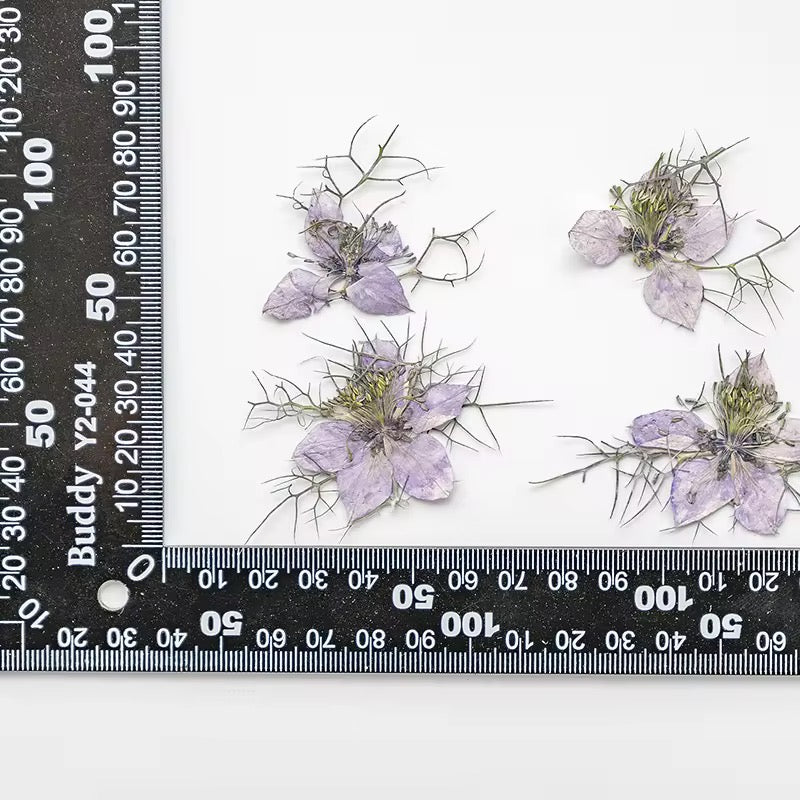 DF 64 Purple White Jasmine Pressed Dried Flower ( 1 pc ) Plain dried flower for Resin Art