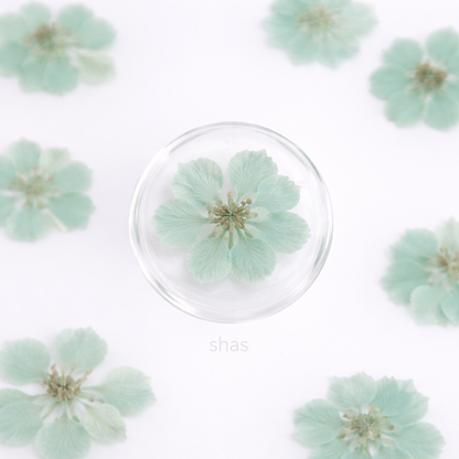 DF 07 Olive Pastel Green Houndstooth Pressed Dried Flower ( 1 pc ) Plain dried flower for Resin Art