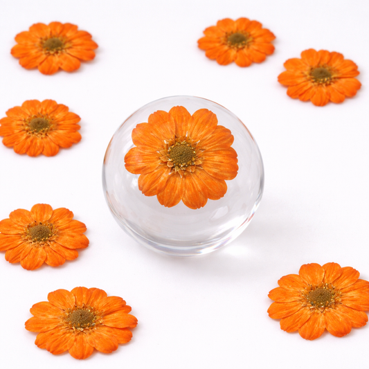 DF 44 Orange Double Flowered Chamomile Pressed Dried Flower ( 1 pc ) plain dried flower for Resin Art