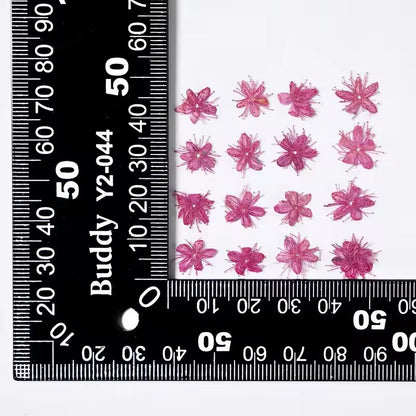 DF 06 Bright Pink White Sandalwood Small Pressed Dried Flower ( 1 pc ) Plain dried flower for Resin Art
