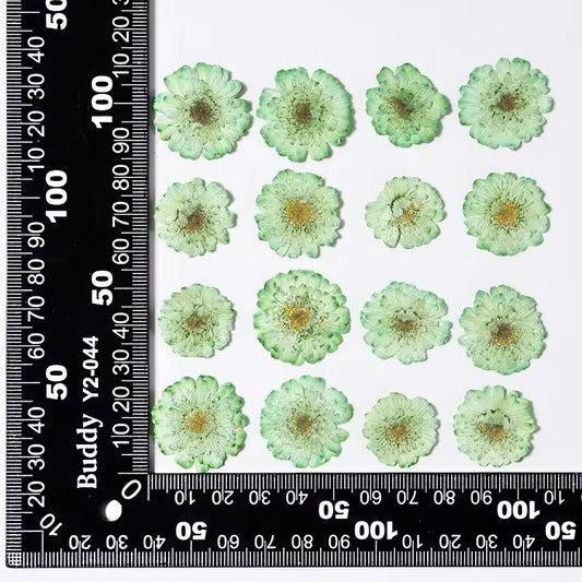 DF 23 Green Double Flowered Chamomile Pressed Dried Flower ( 1 pc ) plain dried flower for Resin Art